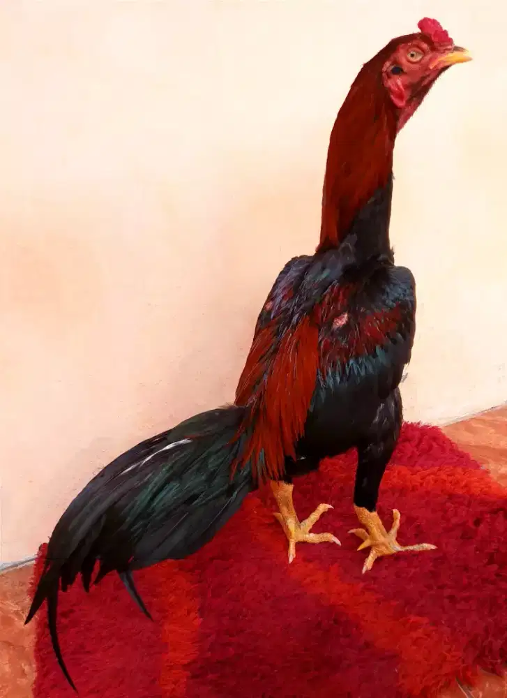 Ayam Line Bk Selatan, Umur 11 Bulan, Ukuran 4 Tulang Kasar + Mewah