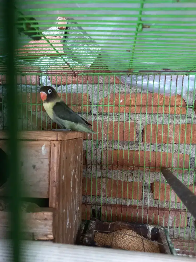 LOVEBIRD MOUVE DEWASA