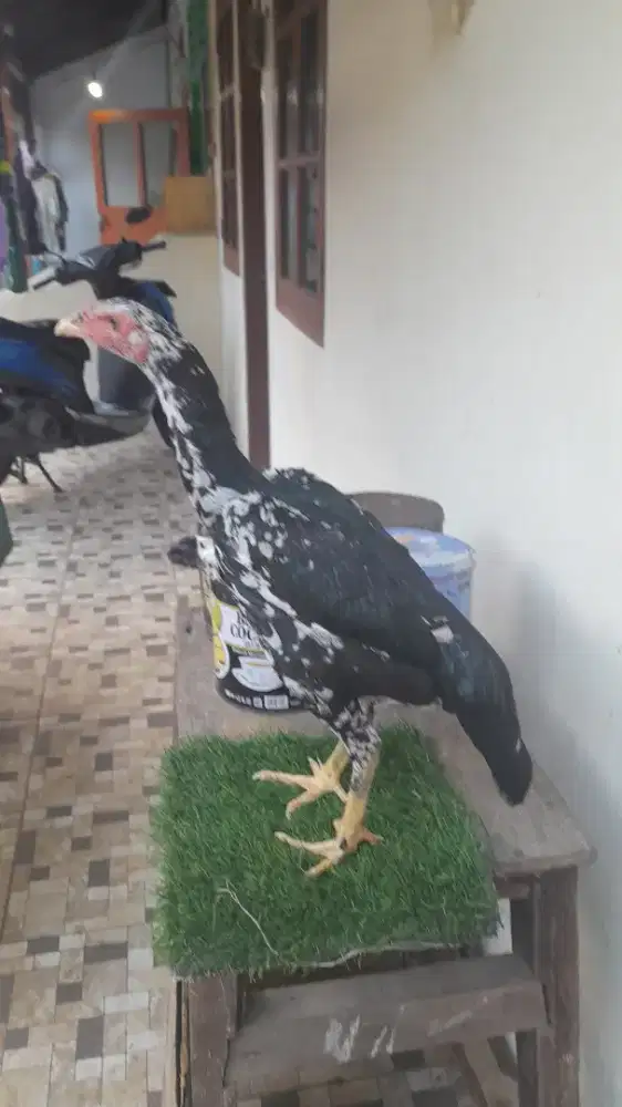 Ayam bangkok jbetina jenis pakoy