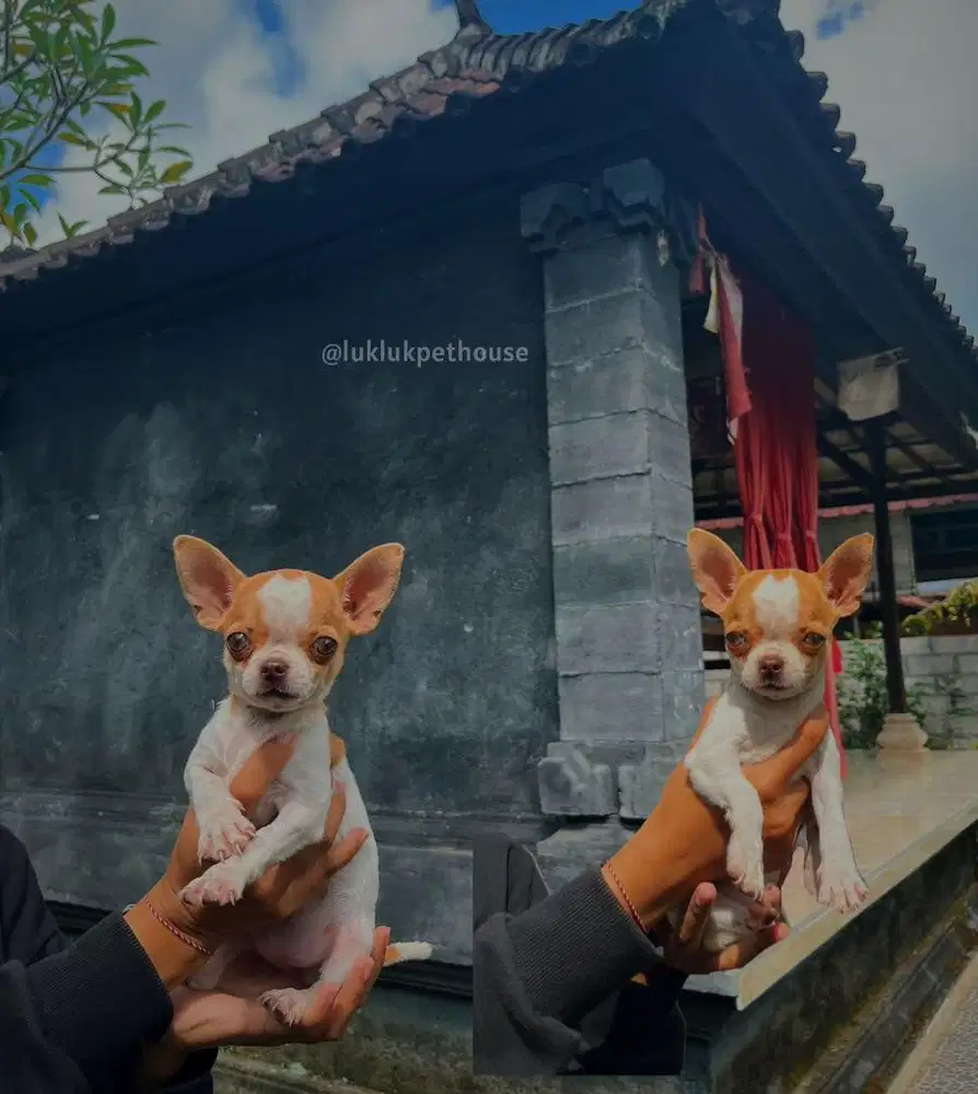 Chihuahua puppy apple head