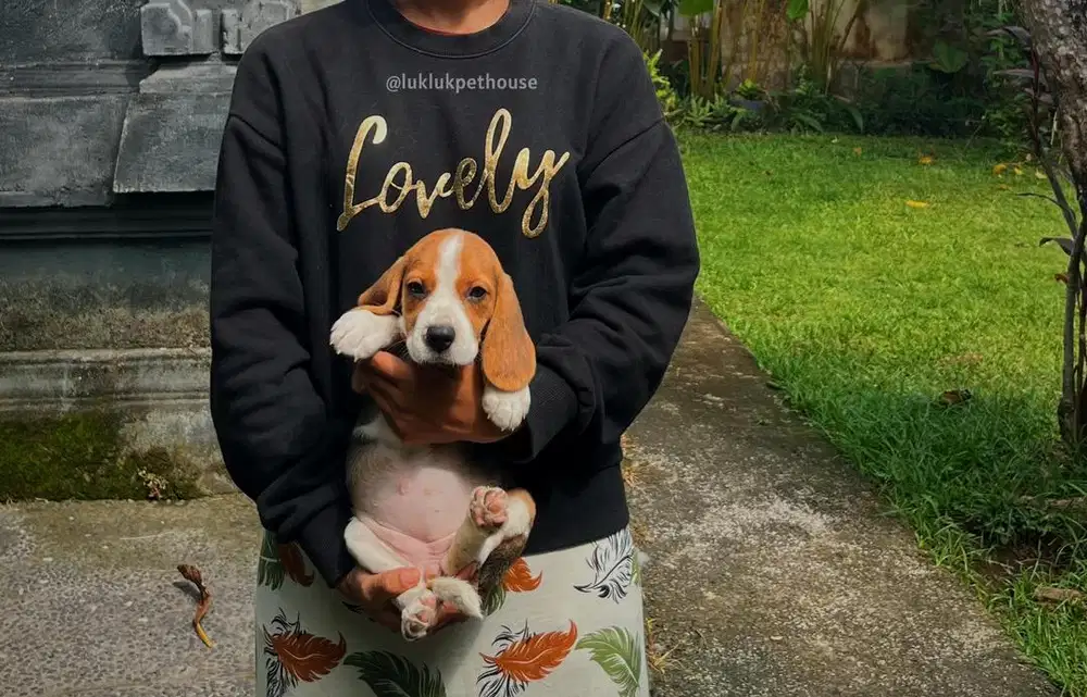 Beagle puppy cute female