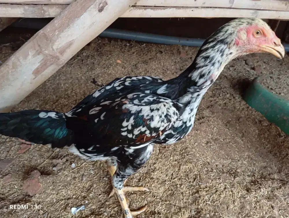 Lancuran betina blorok madu