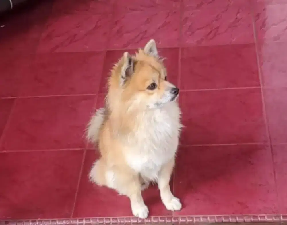 Dijual anjing minipom jantan umur 2th