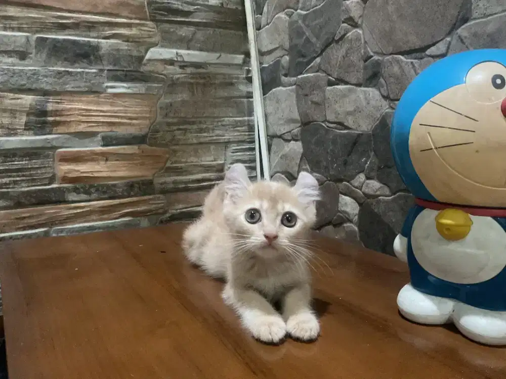 American curl/ kinkalo NS betina