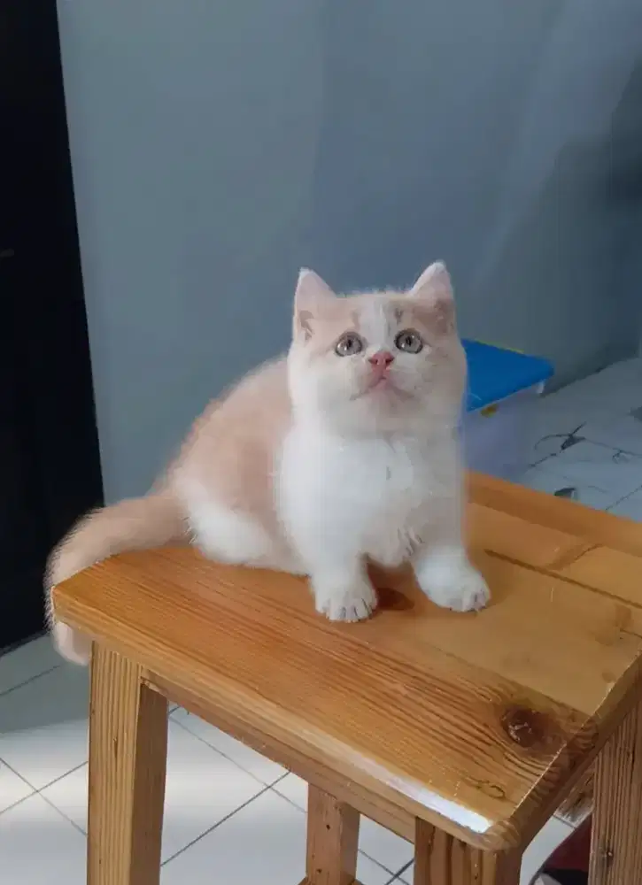 BSH MUNCHKIN CREAM BICOLOUR