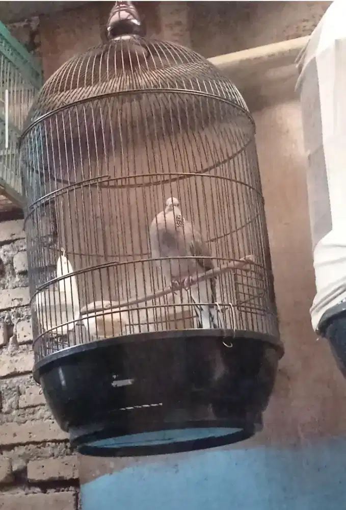 Burung tekukur gacor