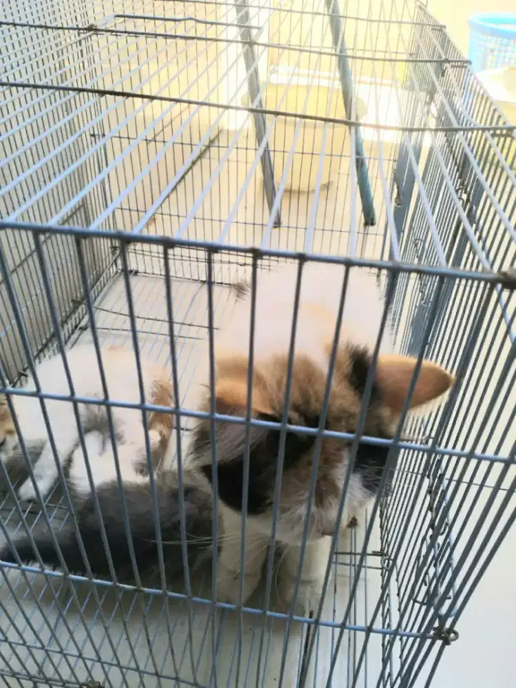Kucing anggora 3 warna