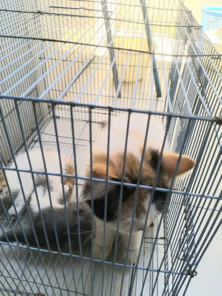 Jual kucing anggora