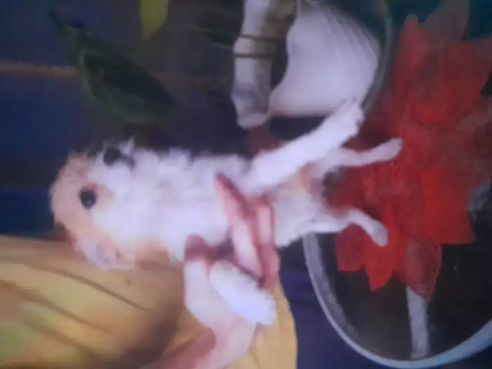 Dijual anijing chihuahua maltese mini pom jantan 2th