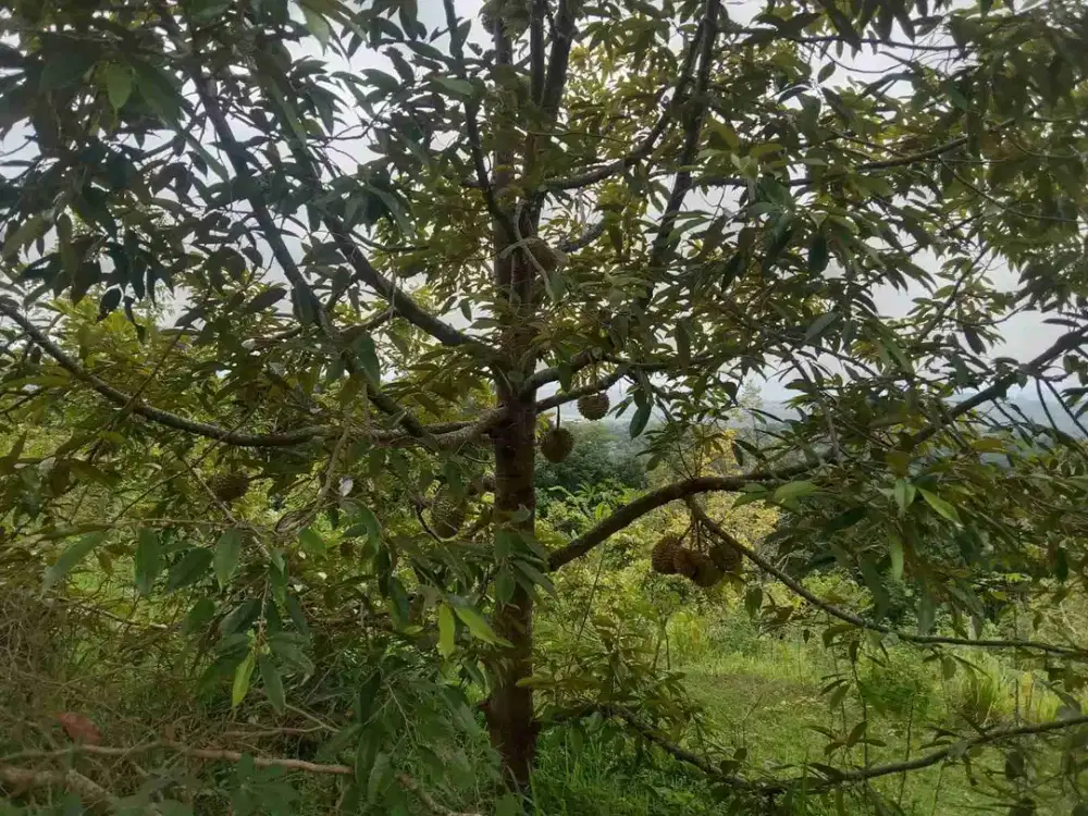 Dijual Kebun Durian 2 Hektar populasi 100 pohon di Girimulyo kulon Progo