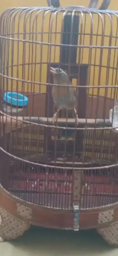 Wambi/wambie gacoor door tanpa betina