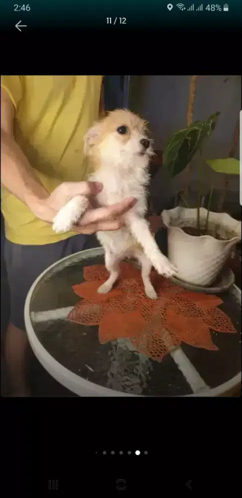 Anjing chihuahua mini pom jantan 2than