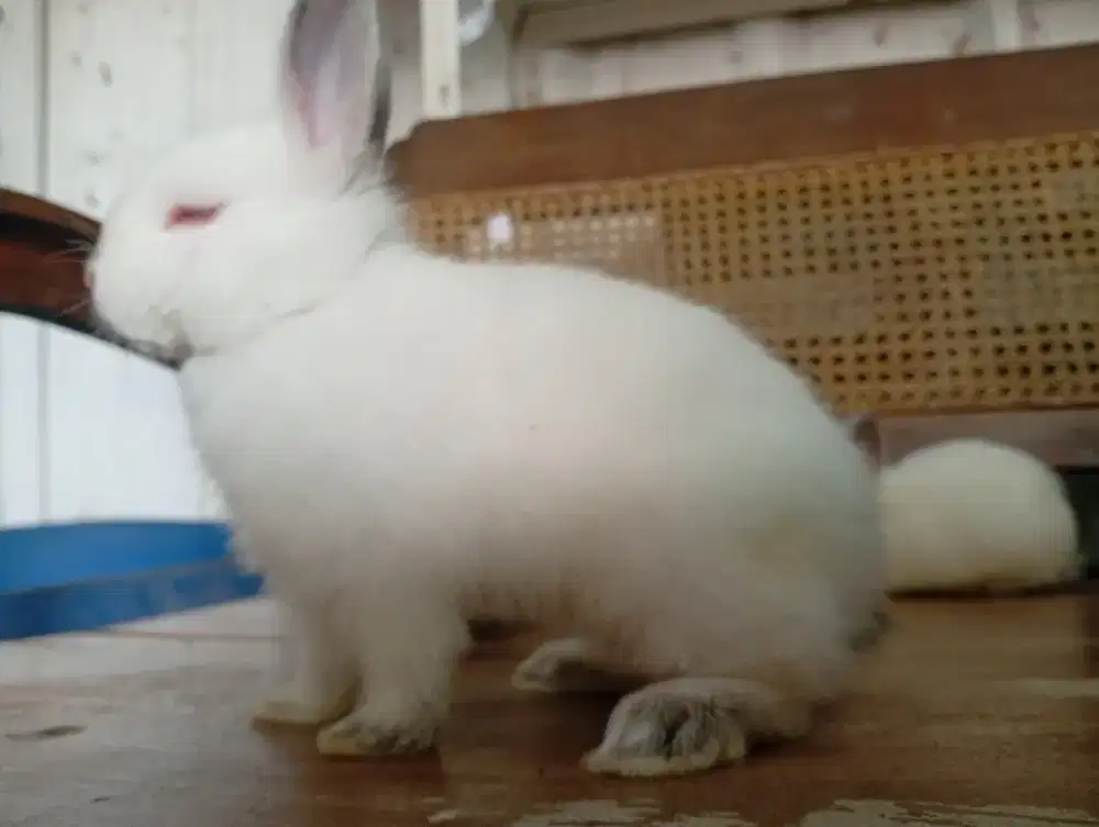 Kelinci hias himalaya mini (himi)