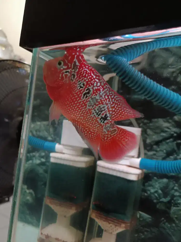 Louhan Kamfa F3 mata putih