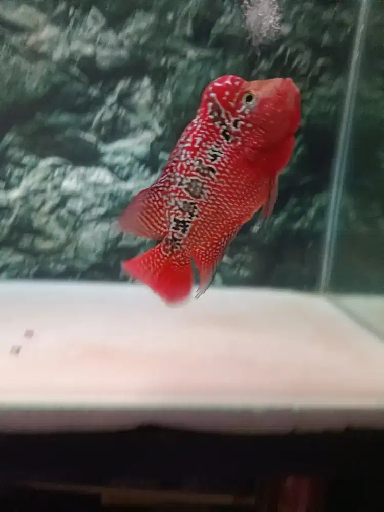 Louhan Kamfa F3 Mata Putih