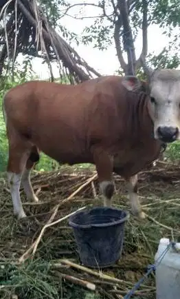 sapi potong 300kiloan timbang hidup ras kupangan siap nazar hajatan ok