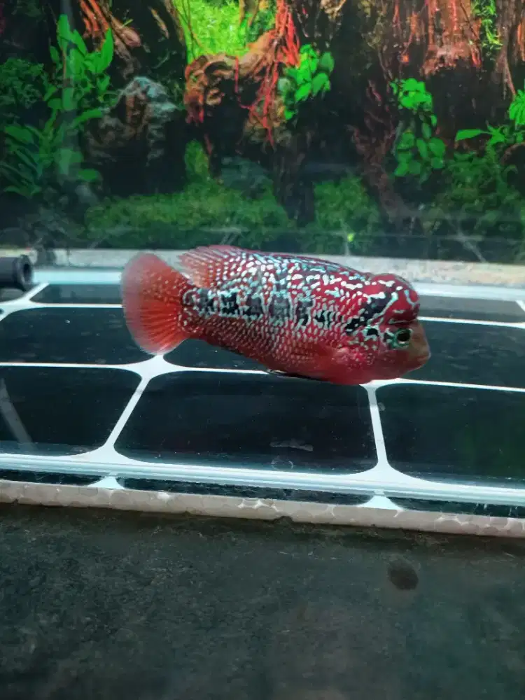 Louhan Kamfa F3 Mata Putih