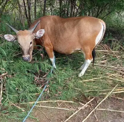 sapi potong kupangan 300kiloan timbang hidup siap nazar sedekah manteb