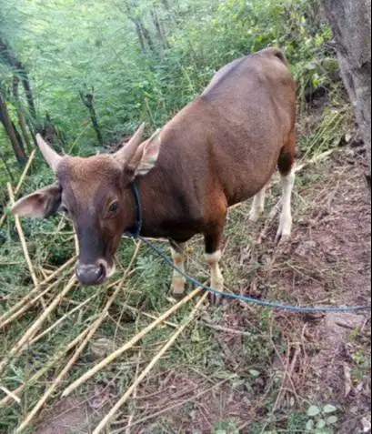sapi potong kupangan 300kiloan timbang hidup siap nazar sedekah manteb