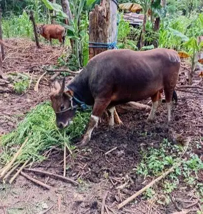 sapi kurban kupangan 300kiloan timbang kiloan siap qurban 2026 rawatan