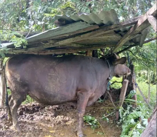 sapi qurban kupangan 300kilo timbang hidup siap hewan kurban 2026 top