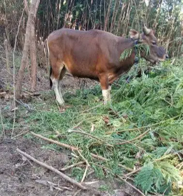 sapi qurban kupangan 300kilo timbang kiloan siap hewan kurban 2026 top