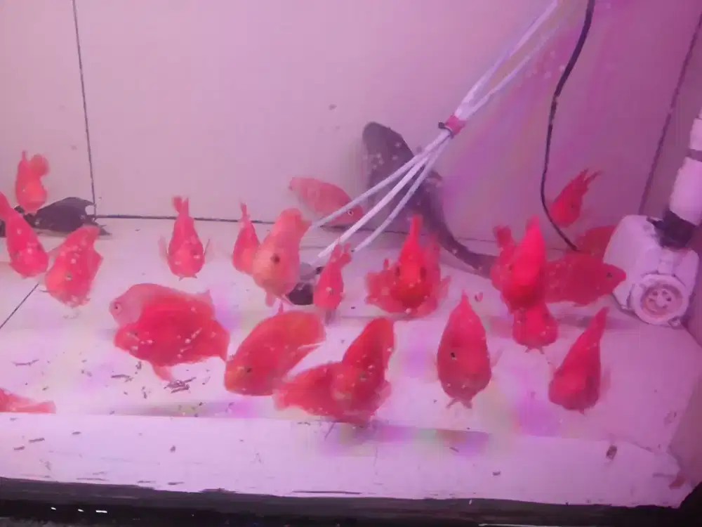 Ikan parrot uk 2 jari dan 3 jari