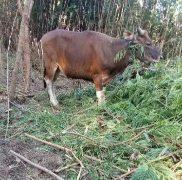 sapi kupang 300kiloan siap hewan qurban terbaik 2026 rawatan kandang