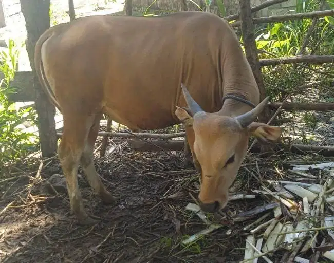 sapi kupang 300kiloan siap potongan hajatan sedekahan timbang hidup ok