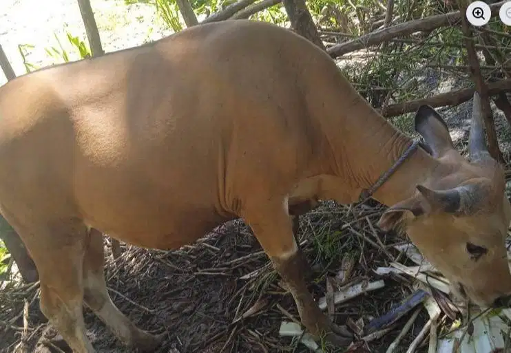 sapi kupang 300kiloan siap hewan qurban terbaik 2026 rawatan kandang