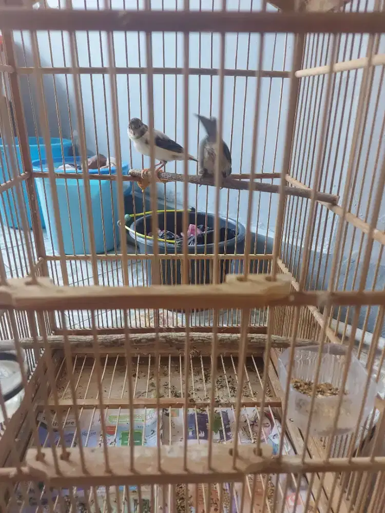 Burung kenari panda&starblue