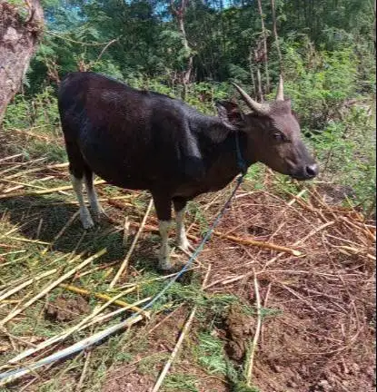 sapi kupang 300kiloan timbang hidup layak hajatan lebaran potongan top