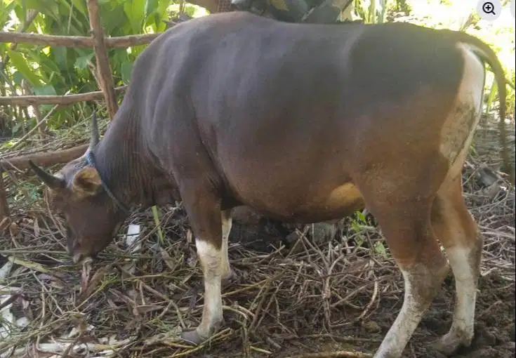 sapi kupang 300kiloan timbang kiloan layak sapi kurban 2026 rawatan ok