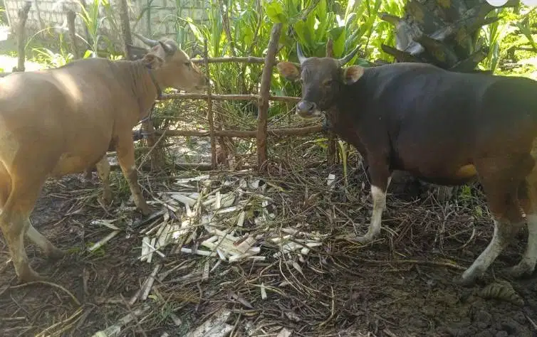 sapi kupang 300kiloan timbang hidup layak hajatan lebaran potongan top