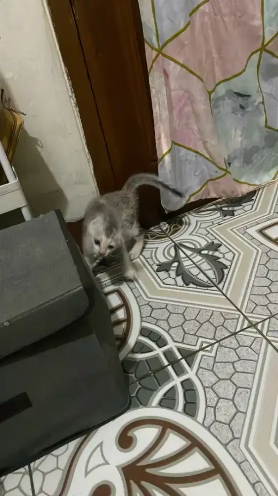 Kucing anaknya lucu ada 2,mau pulang kampung