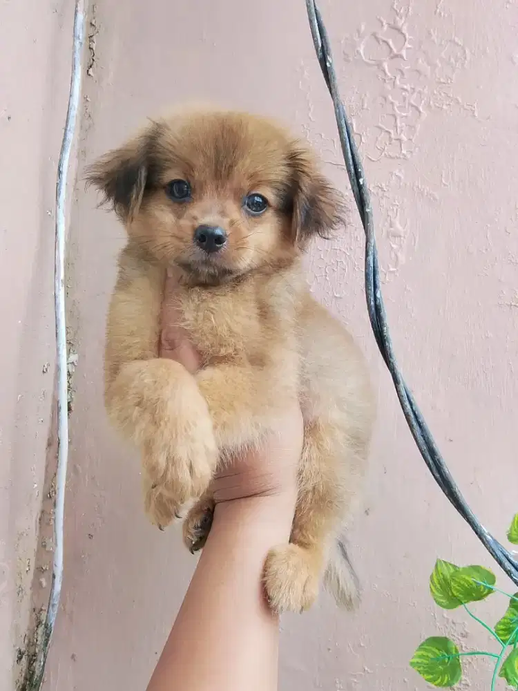 Jantan minipom mix