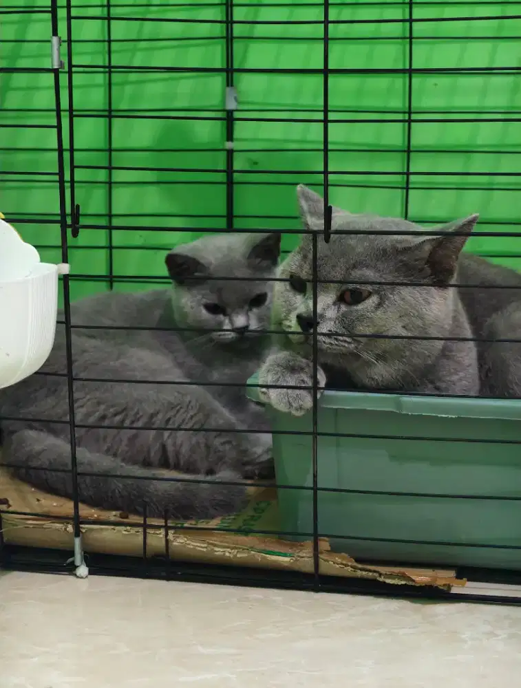 Kucing bsh British Shorthair