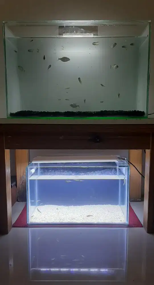 Dua aquarium ukuran kecil
