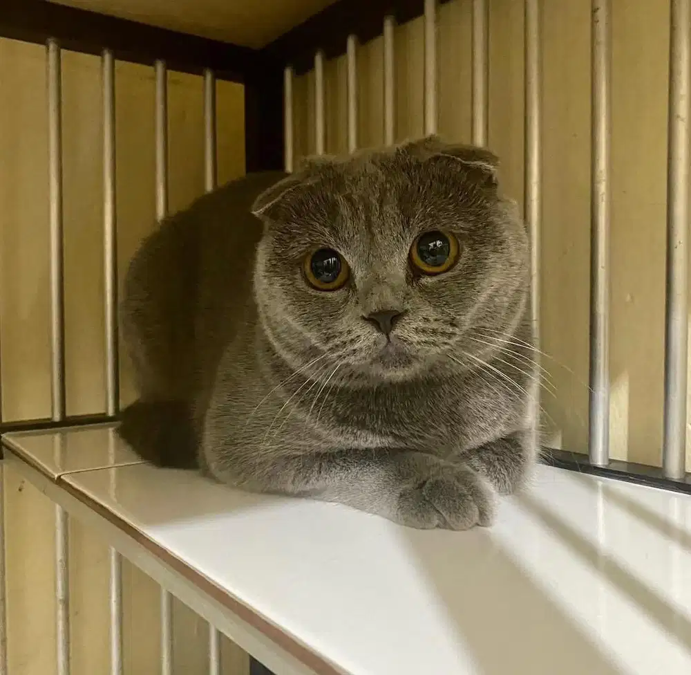 KUCING SCOTTISH FOLD