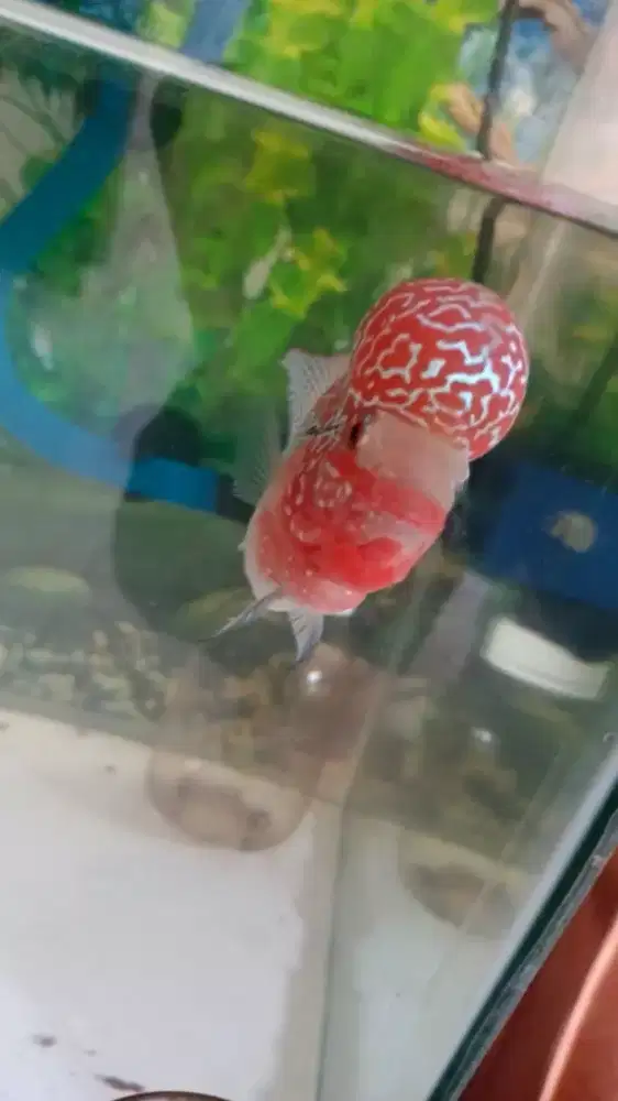 Louhan srd mewah ukuran 3jari