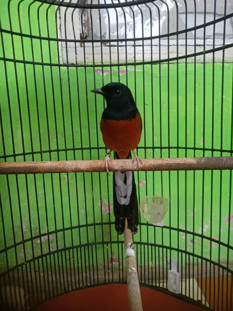 Burung murai batu