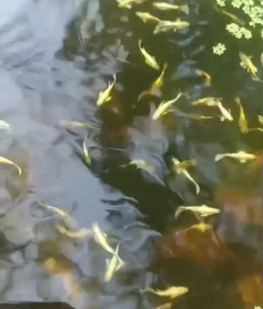 Sepasang ikan guppy full gold rebon