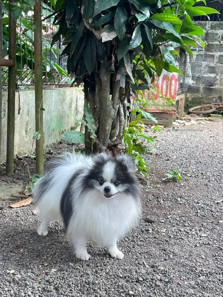 Minipom pomeranian jantan