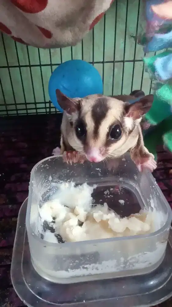 Sugar glider...