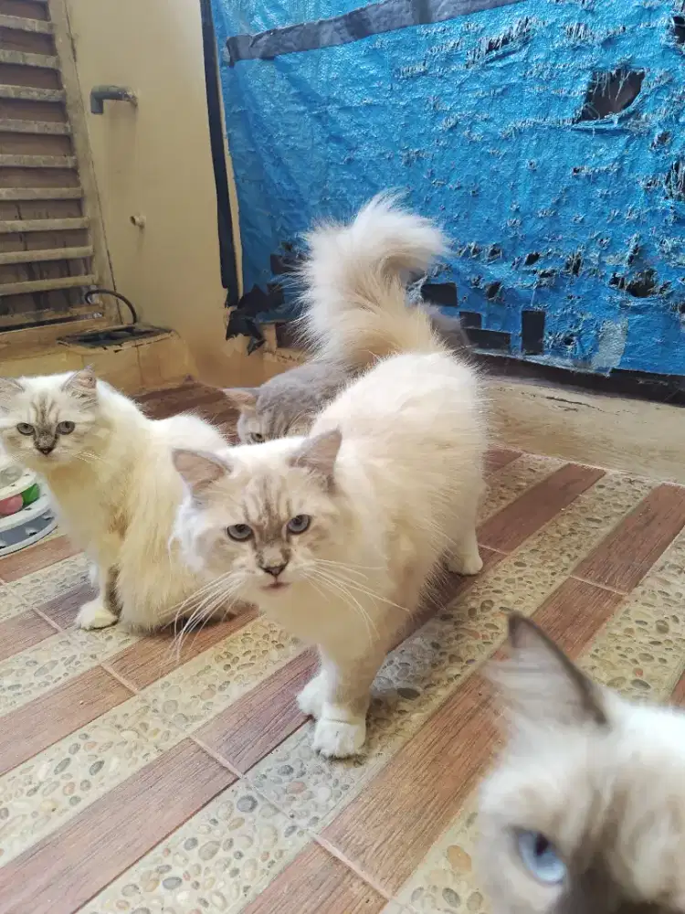 Lepas kucing himalaya