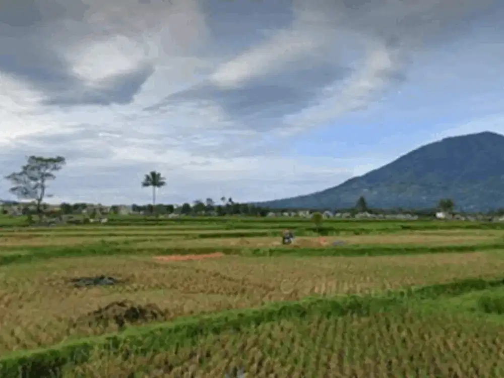 Di Jual Tanah Di Pakan Labuah Tigo Baleh Bukittinggi