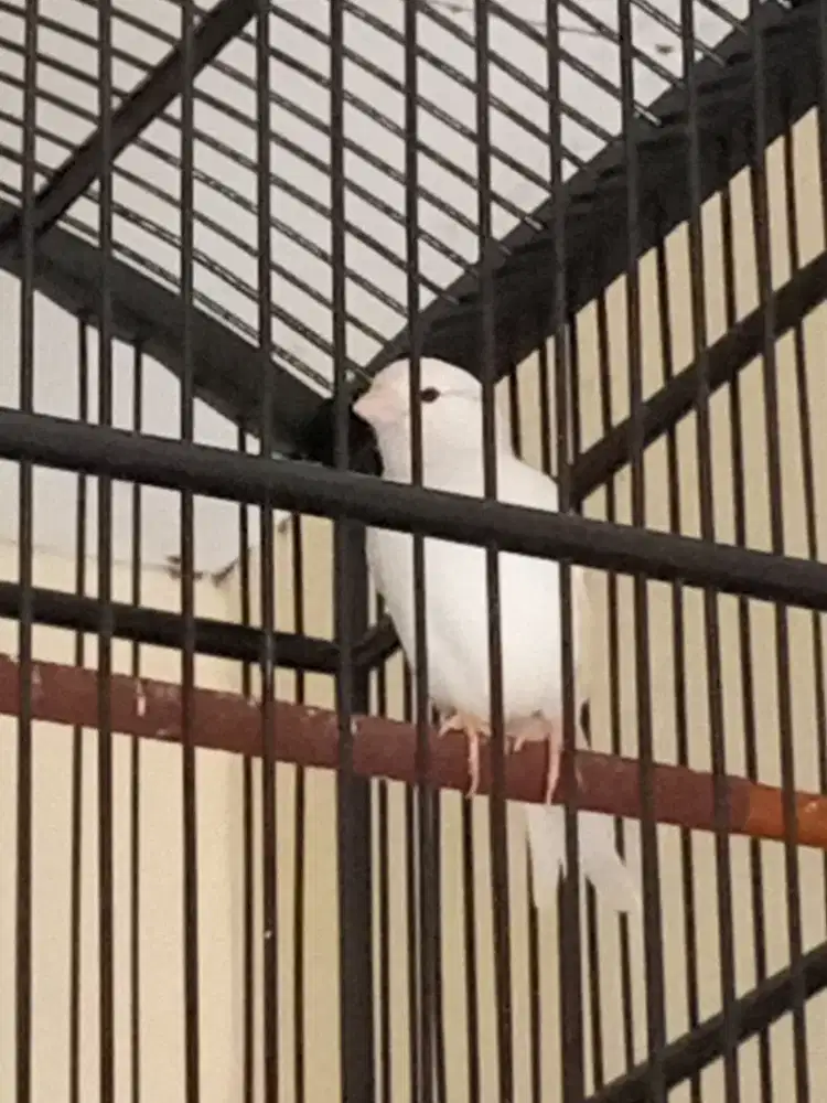 DI JUAL BURUNG KENARI