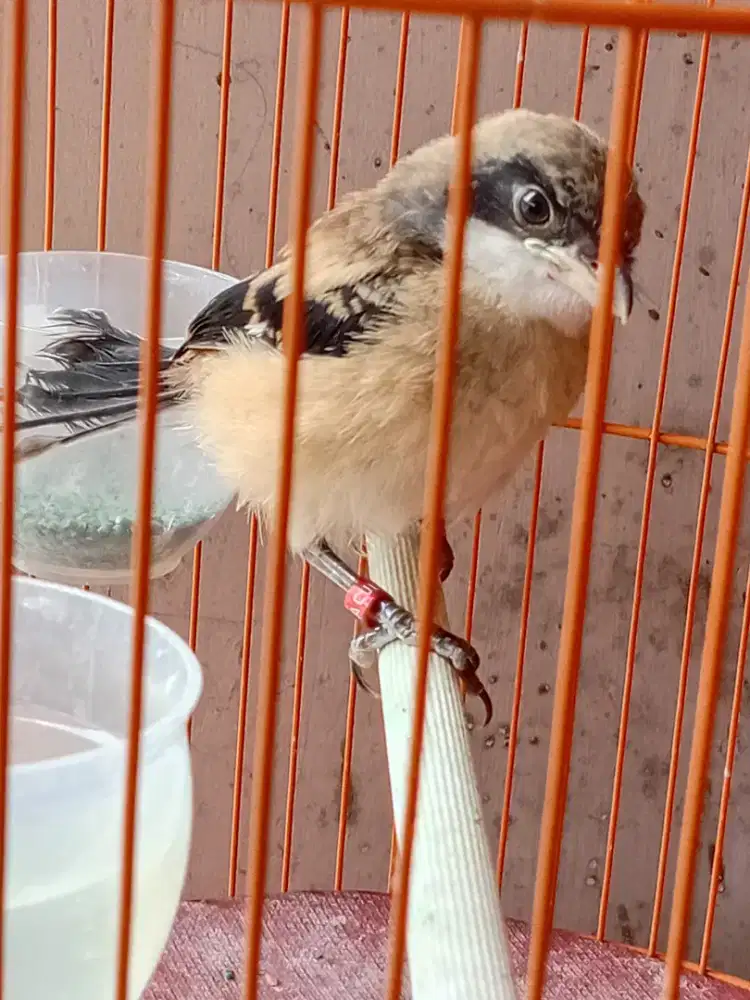 Pentet jantan lolohan