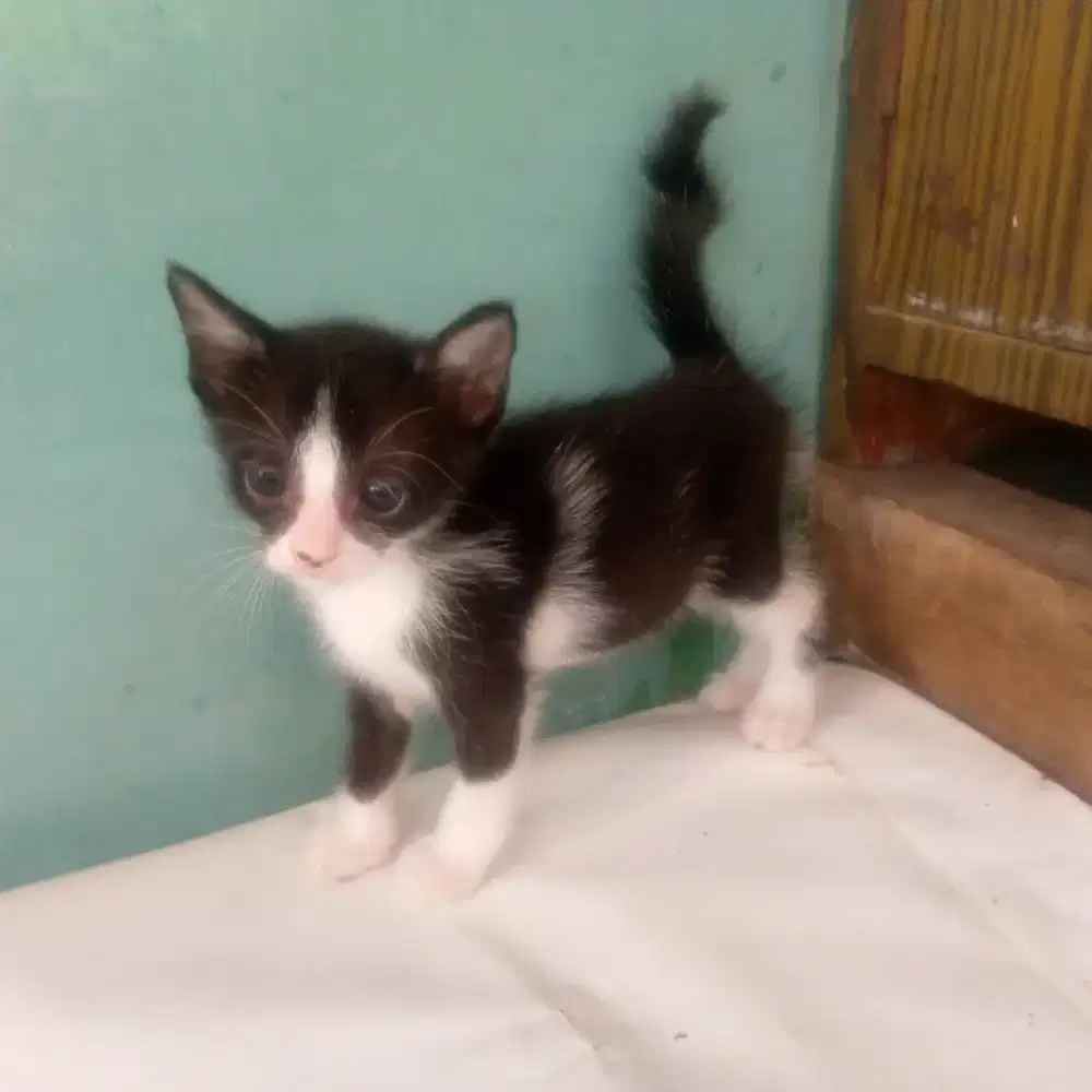 Lepas adop anakan kucing