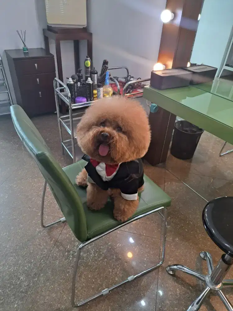 Open pacak poodle super stambum